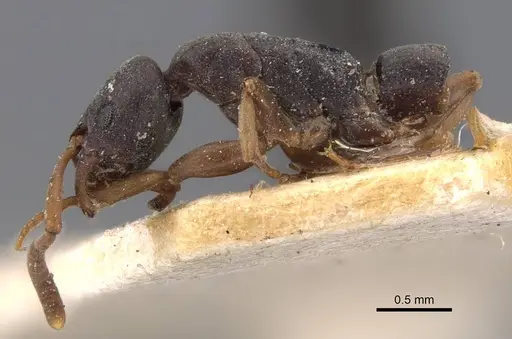 Platythyrea parallela specimen CASENT0907119 image casent0907119_4