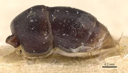 Platythyrea parallela specimen CASENT0907119 image casent0907119_5