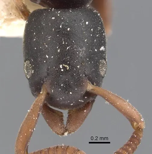 Platythyrea parallela specimen CASENT0907125 image casent0907125_2