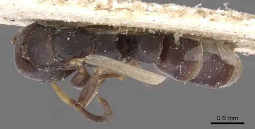 Platythyrea parallela specimen CASENT0915149 image casent0915149_1