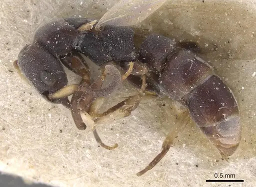 Platythyrea parallela specimen CASENT0915149 image casent0915149_3