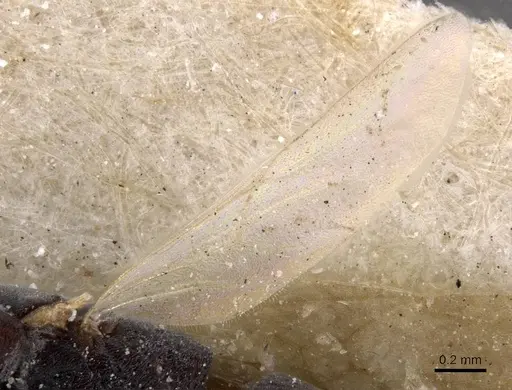 Platythyrea parallela specimen CASENT0915149 image casent0915149_4