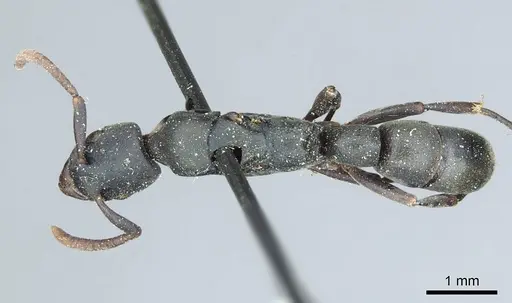 Platythyrea parallela specimen CASENT0915904 image casent0915904_1