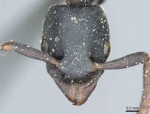 Platythyrea parallela specimen CASENT0915904 image casent0915904_2