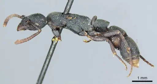 Platythyrea parallela specimen CASENT0915904 image casent0915904_3