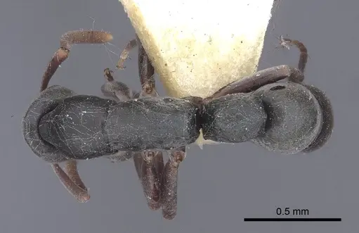 Platythyrea parallela specimen CASENT0916798 image casent0916798_1