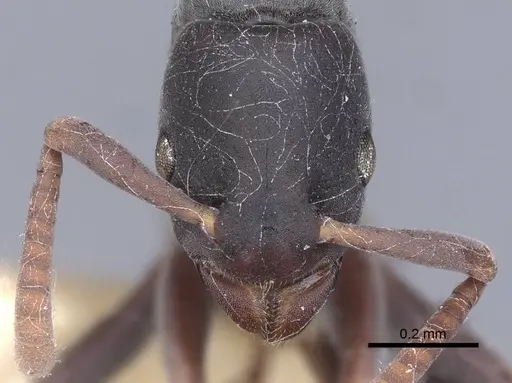 Platythyrea parallela specimen CASENT0916798 image casent0916798_2