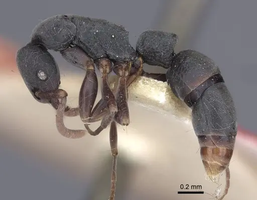 Platythyrea parallela specimen CASENT0916798 image casent0916798_3