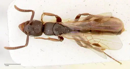 Platythyrea parallela specimen FOCOL0847 image focol0847_1