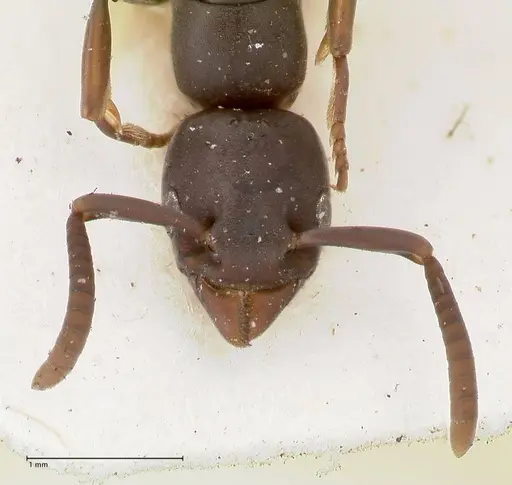 Platythyrea parallela specimen FOCOL0847 image focol0847_2