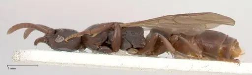 Platythyrea parallela specimen FOCOL0847 image focol0847_3