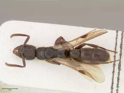 Platythyrea parallela specimen FOCOL0848 image focol0848_1
