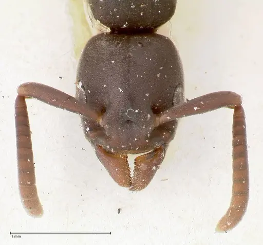 Platythyrea parallela specimen FOCOL0848 image focol0848_2