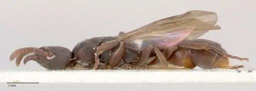 Platythyrea parallela specimen FOCOL0848 image focol0848_3