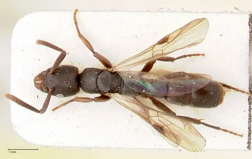 Platythyrea parallela specimen FOCOL0849 image focol0849_1