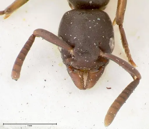 Platythyrea parallela specimen FOCOL0849 image focol0849_2