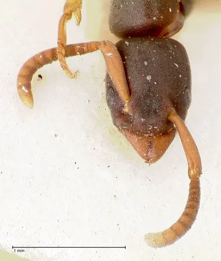 Platythyrea parallela specimen FOCOL0850 image focol0850_2