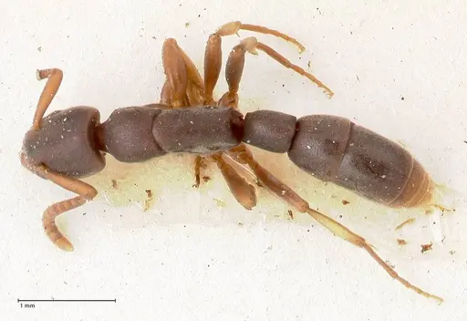 Platythyrea parallela specimen FOCOL0851 image focol0851_1