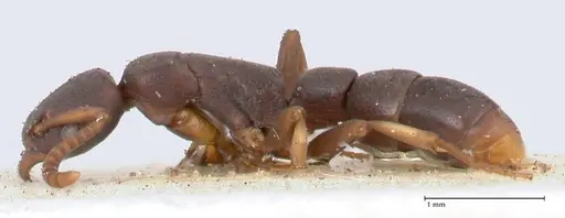 Platythyrea parallela specimen FOCOL0851 image focol0851_3