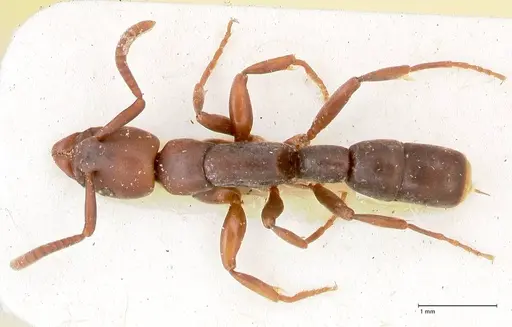 Platythyrea parallela specimen FOCOL0852 image focol0852_1