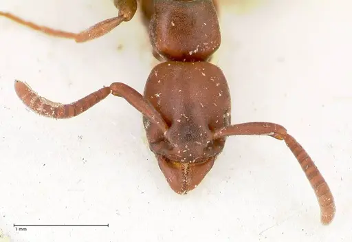 Platythyrea parallela specimen FOCOL0852 image focol0852_2