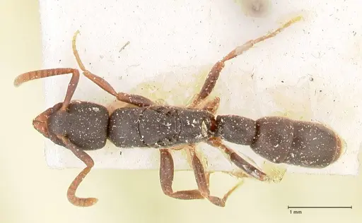Platythyrea parallela specimen FOCOL0853 image focol0853_1