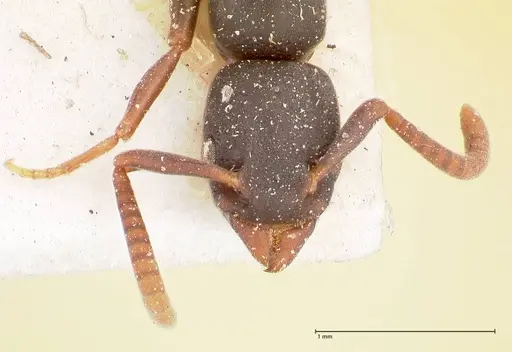 Platythyrea parallela specimen FOCOL0853 image focol0853_2