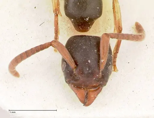 Platythyrea parallela specimen FOCOL0854 image focol0854_2