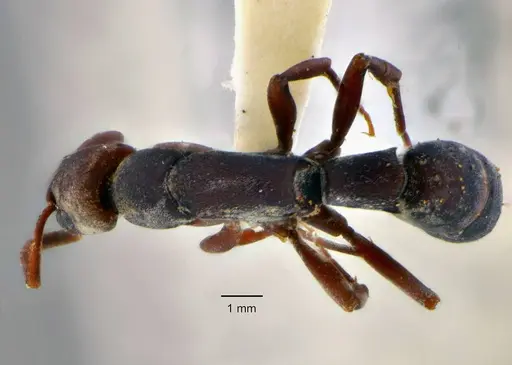 Platythyrea pilosula specimen ANTWEB1014007 image antweb1014007_1