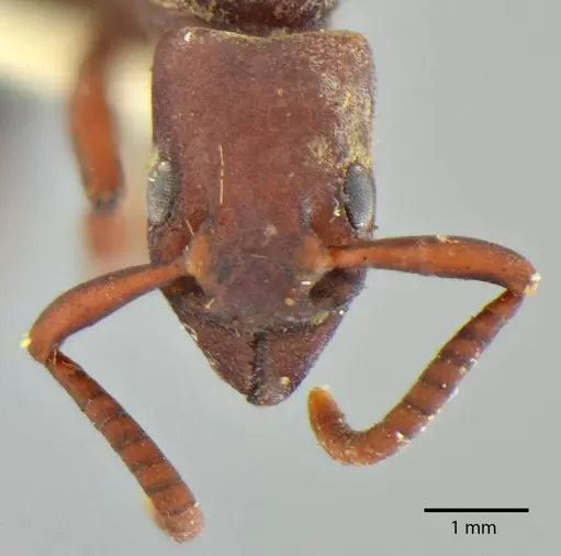 Platythyrea pilosula specimen ANTWEB1014007 image antweb1014007_2