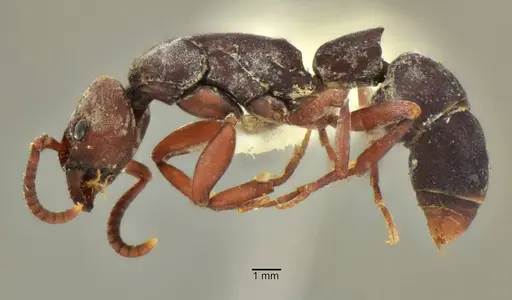 Platythyrea pilosula specimen ANTWEB1014007 image antweb1014007_3