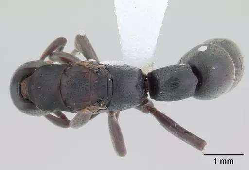 Platythyrea pilosula specimen CASENT0178860 image casent0178860_1
