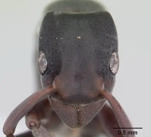 Platythyrea pilosula specimen CASENT0178860 image casent0178860_2