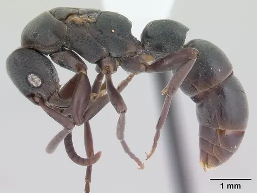 Platythyrea pilosula specimen CASENT0178860 image casent0178860_3