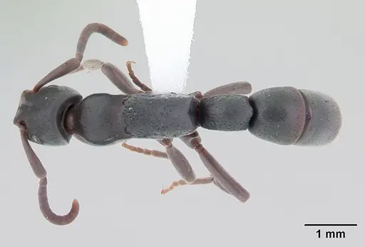 Platythyrea pilosula specimen CASENT0178861 image casent0178861_1