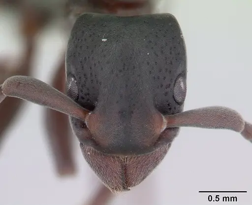 Platythyrea pilosula specimen CASENT0178861 image casent0178861_2