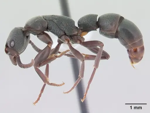 Platythyrea pilosula specimen CASENT0178861 image casent0178861_3