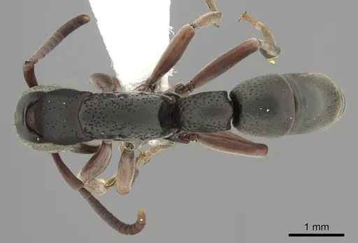Platythyrea pilosula specimen CASENT0260481 image casent0260481_1