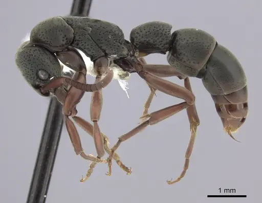 Platythyrea pilosula specimen CASENT0260481 image casent0260481_3