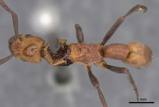 Platythyrea pilosula specimen CASENT0900575 image casent0900575_1