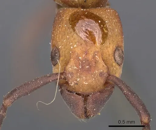 Platythyrea pilosula specimen CASENT0900575 image casent0900575_2