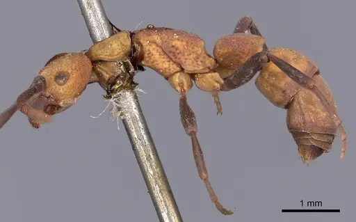 Platythyrea pilosula specimen CASENT0900575 image casent0900575_3
