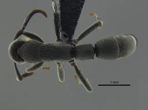 Platythyrea pilosula specimen CBUMAGENT41670 image cbumagent41670_1