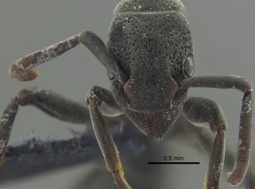 Platythyrea pilosula specimen CBUMAGENT41670 image cbumagent41670_2