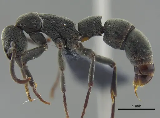Platythyrea pilosula specimen CBUMAGENT41670 image cbumagent41670_3