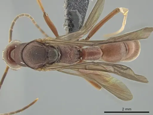 Platythyrea prizo specimen CASENT0649090 image casent0649090_1