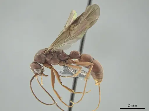 Platythyrea prizo specimen CASENT0649090 image casent0649090_3