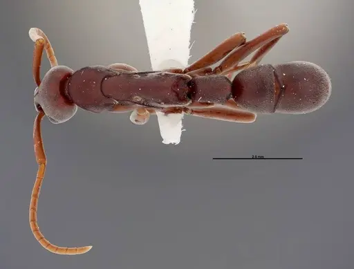 Platythyrea prizo specimen FMNHINS0000050334 image fmnhins0000050334_1