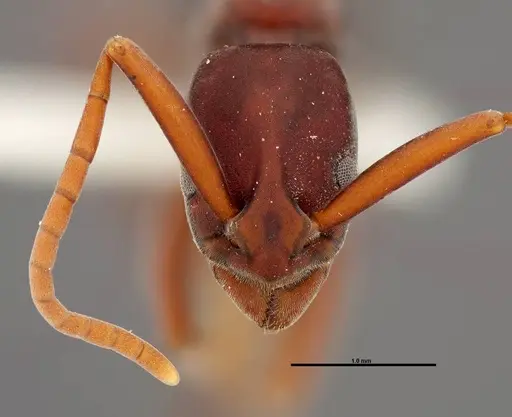 Platythyrea prizo specimen FMNHINS0000050334 image fmnhins0000050334_2