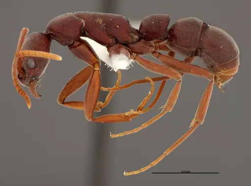 Platythyrea prizo specimen FMNHINS0000050334 image fmnhins0000050334_3
